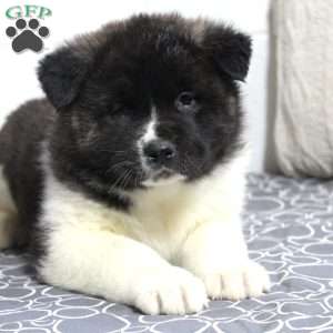 Teddy, Akita Puppy